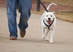 关于《德州市养犬管理条例》立法后评估的意见征询公告